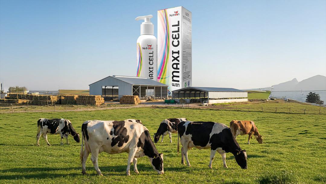 Nutriwin Blog: Win Maxi Cell Nedir? Sığır, Buzağı, Koyun ve Kuzularda Sağlık Dengesi ve Performans Desteği