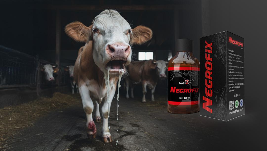 Büyükbaş Hayvanlarda Şap Hastalığında Güçlü İyileşme ve Bağışıklık Desteği