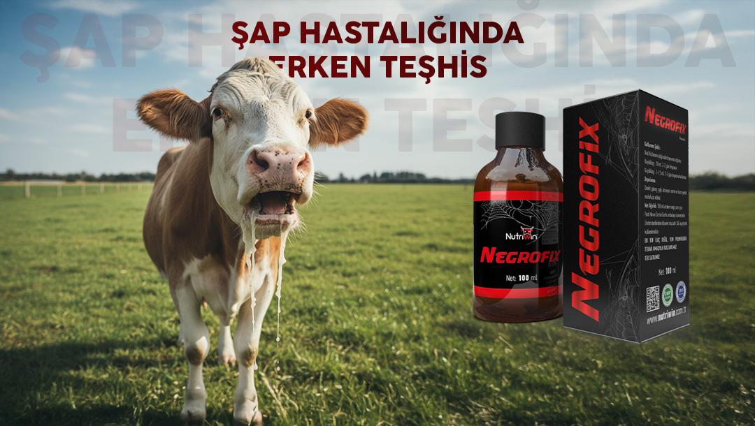 Nutriwin Blog: Şap Hastalığında Erken Teşhisin Önemi ve Negrofix’in Tedavi Sürecindeki Rolü