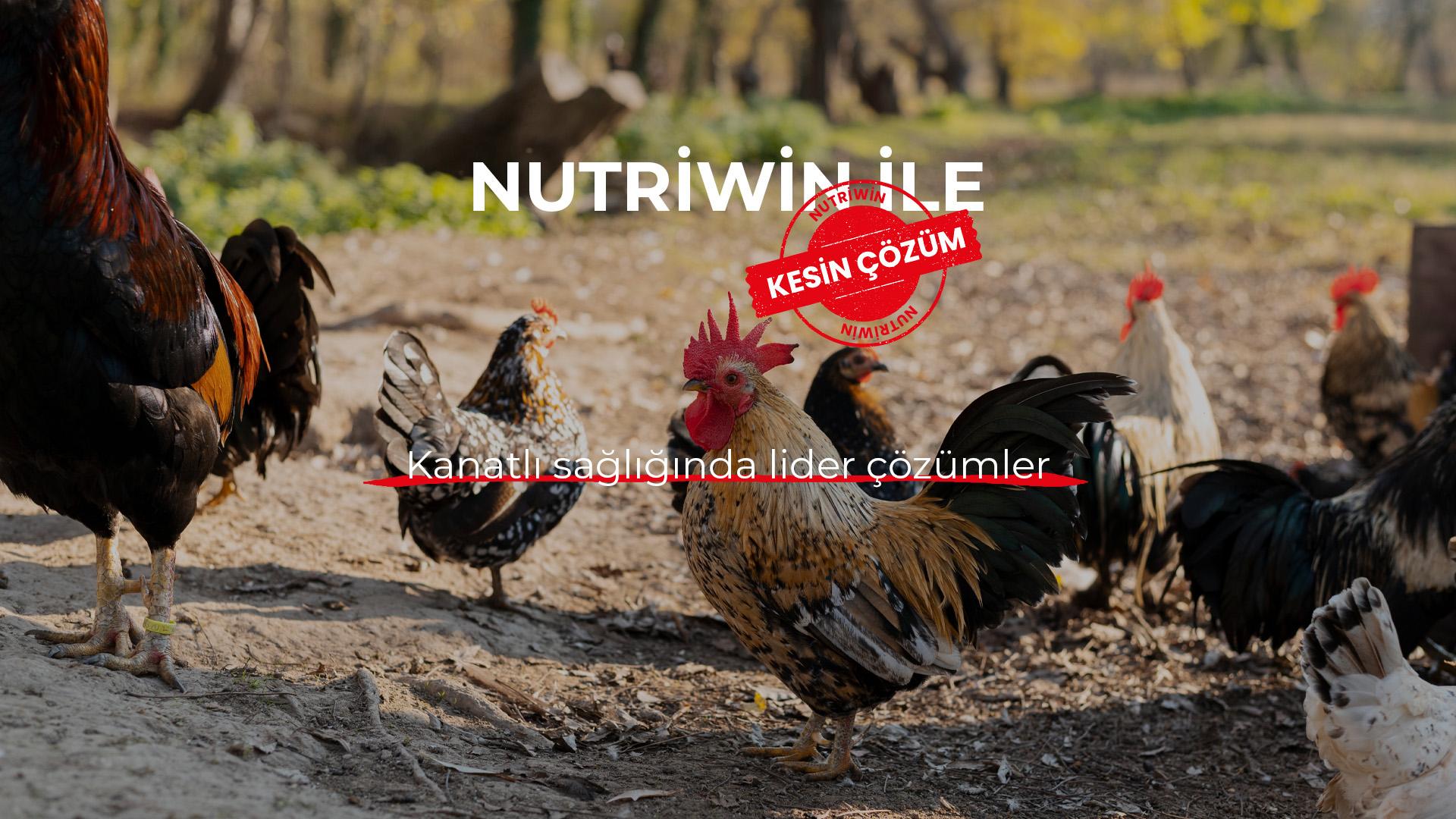Kanatlı Hayvan Grubu
